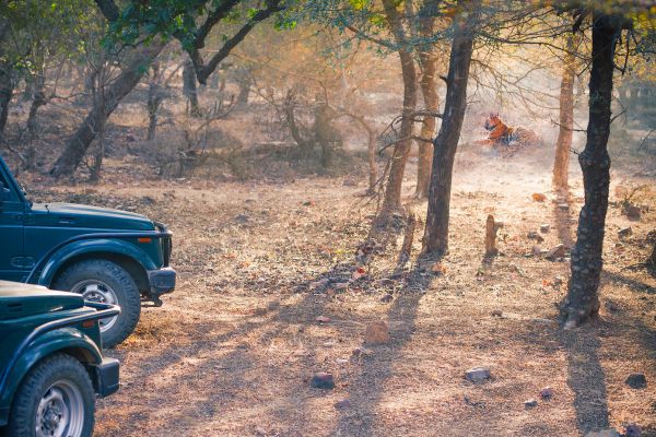 Tiger Roar Safari – Ranthambore guide with guests