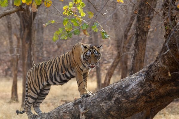 Ranthambore Fort View
