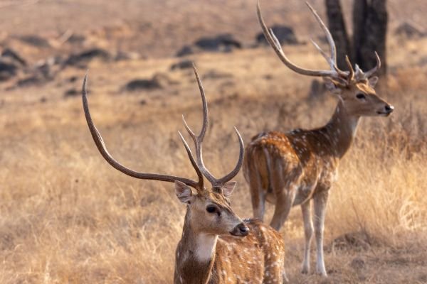 Scenic Ranthambore Lake